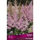 Астильба «Арендса Нью Вейв», I р-р, 1 шт. 50 h(см), Осень 2024 9245610