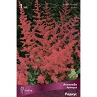 Астильба «Арендса Радиус», I р-р, 1 шт. 50-60 h(см), Осень 2022  (артикул 9245612)  большой выбор товаров оптом и в розницу по низким ценам с доставкой