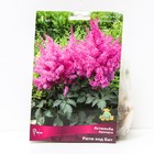 Астильба Арендса Ритм энд Бит I р-р, 1 шт. Весна 2026  (артикул 9245613)  большой выбор товаров оптом и в розницу по низким ценам с доставкой