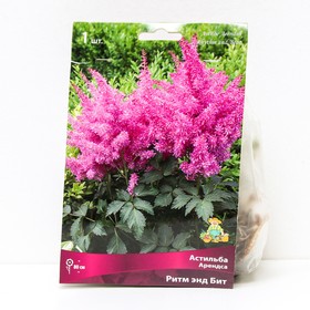 {{photo.Alt || photo.Description || 'Астильба «Арендса Ритм энд Бит», I р-р, 1 шт. 80 h(см), Осень 2025'}}