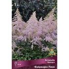 Астильба «Арендса Файрворкс Пинк», I р-р, 1 шт. 50 h(см), Осень 2024  (артикул 9245615)  большой выбор товаров оптом и в розницу по низким ценам с доставкой