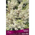 Астильба «Арендса Хэппи Дей», I р-р, 1 шт. 50 h(см), Осень 2024 9245616