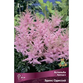 Астильба «Арендса Эденс Одиссей», I р-р, 1 шт. 60 h(см), Осень 2024 9245617