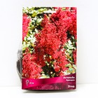 Астильба «Арендса Этна», I р-р, 1 шт. 60 h(см), Осень 2025  (артикул 9245618)  большой выбор товаров оптом и в розницу по низким ценам с доставкой