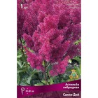 Астильба гибридная «Санни Дей», I р-р, 1 шт. 30-40 h(см), Осень 2025 9245620