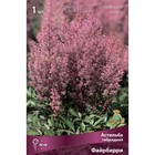 Астильба гибридная «Файрберри», I р-р, 1 шт. 40 h(см), Осень 2025 9245621