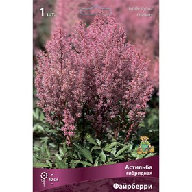 Астильба гибридная «Файрберри», I р-р, 1 шт. 40 h(см), Осень 2025 9245621