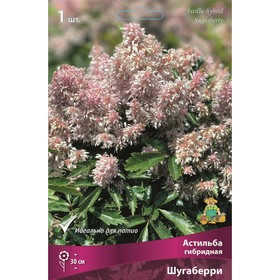 Астильба гибридная «Шугаберри», I р-р, 1 шт. 30 h(см), Осень 2025 9245623