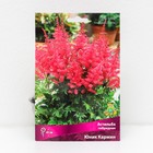 Астильба гибридная Юник Кармин, I р-р, 1 шт. 45 h(см), Осень 2022  (артикул 9245624)  большой выбор товаров оптом и в розницу по низким ценам с доставкой