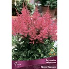Астильба гибридная Юник Кармин, I р-р, 1 шт. 45 h(см), Осень 2022  (артикул 9245624)  большой выбор товаров оптом и в розницу по низким ценам с доставкой