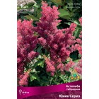 Астильба гибридная Юник Сериз, I р-р, 1 шт. 30-40 h(см), Весна 2026 9245626