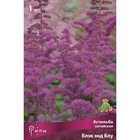 Астильба китайская Блэк энд Блу I р-р, 1 шт. Весна 2026  (артикул 9245627)  большой выбор товаров оптом и в розницу по низким ценам с доставкой