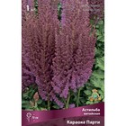 Астильба китайская «Караоке Парти», I р-р, 1 шт. 70 h(см), Осень 2025 9245629