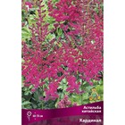 Астильба китайская Кардинал I р-р, 1 шт. Весна 2026  (артикул 9245630)  большой выбор товаров оптом и в розницу по низким ценам с доставкой