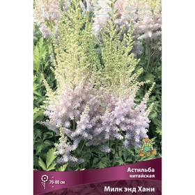 Астильба китайская «Милк энд Хани», I р-р, 1 шт. 70-80 h(см), Осень 2025 9245632