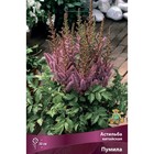 Астильба китайская Пумила I р-р, 1 шт. Весна 2026  (артикул 9245633)  большой выбор товаров оптом и в розницу по низким ценам с доставкой