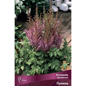 Астильба китайская «Пумила», I р-р, 1 шт. 30 h(см), Осень 2024 9245633