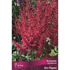 Астильба китайская «Хот Перлз», I р-р, 1 шт. 85-95 h(см), Осень 2024 9245635