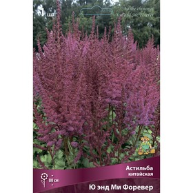 Астильба китайская «Ю энд Ми Форевер», I р-р, 1 шт. 80 h(см), Осень 2024 9245636