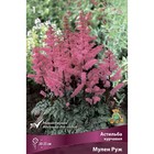 Астильба курчавая Мулен Руж, I р-р, 1 шт. 20 h(см), Осень 2024  (артикул 9245638)  большой выбор товаров оптом и в розницу по низким ценам с доставкой