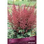 Астильба японская Везувий, I р-р, 1 шт. 45 h(см), Осень 2022  (артикул 9245642)  большой выбор товаров оптом и в розницу по низким ценам с доставкой