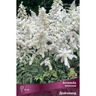 Астильба японская Дойчланд, I р-р, 1 шт. 50 h(см), Весна 2026 9245643