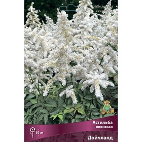 Астильба японская Дойчланд, I р-р, 1 шт. 50 h(см), Весна 2026 9245643
