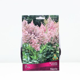 Астильба японская Европа, I р-р, 1 шт. 60 h(см), Осень 2022  (артикул 9245644)  большой выбор товаров оптом и в розницу по низким ценам с доставкой