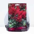 Астильба японская Кобленц, I р-р, 1 шт. 50 h(см), Весна 2024  (артикул 9245646)  большой выбор товаров оптом и в розницу по низким ценам с доставкой