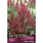 Астильба японская Монтгомери, I р-р, 1 шт. 60 h(см), Весна 2026 9245647