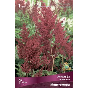 Астильба японская Монтгомери, I р-р, 1 шт. 60 h(см), Весна 2026 9245647