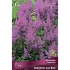 Астильба японская Элизабет ван Вин, I р-р, 1 шт. 60 h(см), Весна 2026 9245649