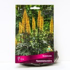 Бузульник Пржевальского, I р-р, 1 шт. 150 h(см), Осень 2022 - Фото 1