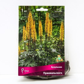 Бузульник Пржевальского, I р-р, 1 шт. 150 h(см), Осень 2022  (артикул 9245651)  большой выбор товаров оптом и в розницу по низким ценам с доставкой