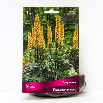 Бузульник Пржевальского, I р-р, 1 шт. 150 h(см), Осень 2022
