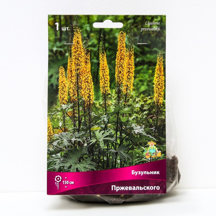 Бузульник Пржевальского, I р-р, 1 шт. 150 h(см), Осень 2022 - Фото 1