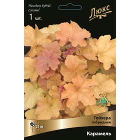 Гейхера (Хеухера ) гибридная Карамель, I р-р, 1 шт. 25 h(см), Осень 2022  (артикул 9245655)  большой выбор товаров оптом и в розницу по низким ценам с доставкой