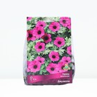 Герань пепельная Джузеппе, I р-р, 1 шт. 20 h(см), Осень 2022  (артикул 9245657)  большой выбор товаров оптом и в розницу по низким ценам с доставкой