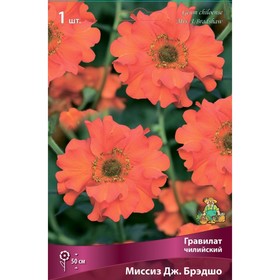 Гравилат чилийский Миссиз Дж. Брэдшо, I р-р, 1 шт. 50 h(см), Осень 2022  (артикул 9245659)  большой выбор товаров оптом и в розницу по низким ценам с доставкой