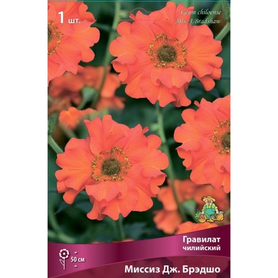 Гравилат чилийский Миссиз Дж. Брэдшо, I р-р, 1 шт. 50 h(см), Осень 2022