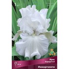 Ирис бородатый Иммортэлити, I р-р, 1 шт. 80 h(см), Осень 2022  (артикул 9245662)  большой выбор товаров оптом и в розницу по низким ценам с доставкой
