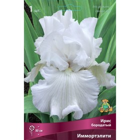Ирис бородатый Иммортэлити, I р-р, 1 шт. 80 h(см), Осень 2022  (артикул 9245662)  большой выбор товаров оптом и в розницу по низким ценам с доставкой