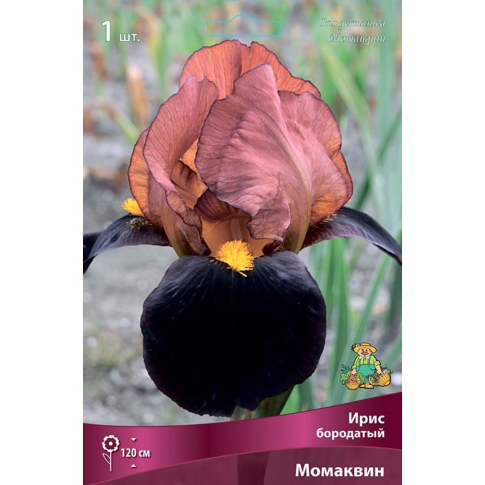 Ирис бородатый «Момаквин», I р-р, 1 шт. 120 h(см), Осень 2025 - Фото 1