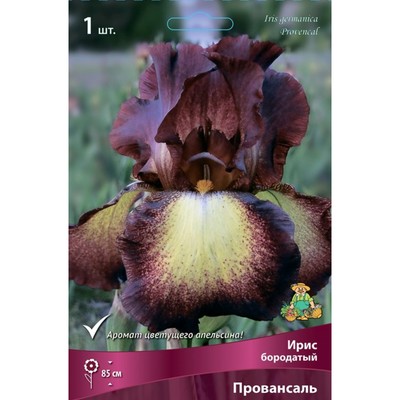 Ирис бородатый «Провансаль», I р-р, 1 шт. 85 h(см), Осень 2025