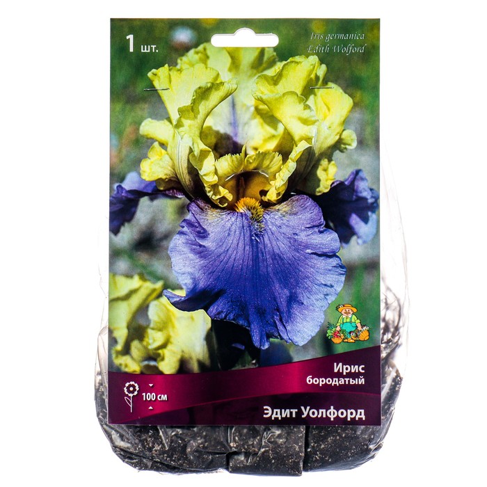 Ирис бородатый Эдит Уолфорд, I р-р, 1 шт. 100 h(см), Осень 2022 - Фото 1