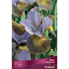 Ирис сибирский Анкоркт, I р-р, 1 шт. 90 h(см), Осень 2022  (артикул 9245672)  большой выбор товаров оптом и в розницу по низким ценам с доставкой