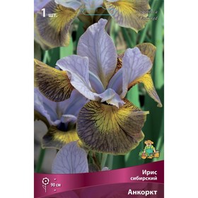 Ирис сибирский Анкоркт, I р-р, 1 шт. 90 h(см), Осень 2022  (артикул 9245672)  большой выбор товаров оптом и в розницу по низким ценам с доставкой