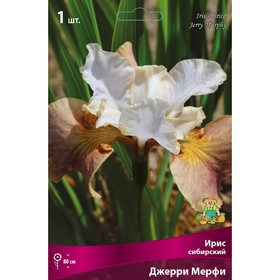 Ирис сибирский Джерри Мерфи, I р-р, 1 шт. 80 h(см), Осень 2024  (артикул 9245674)  большой выбор товаров оптом и в розницу по низким ценам с доставкой