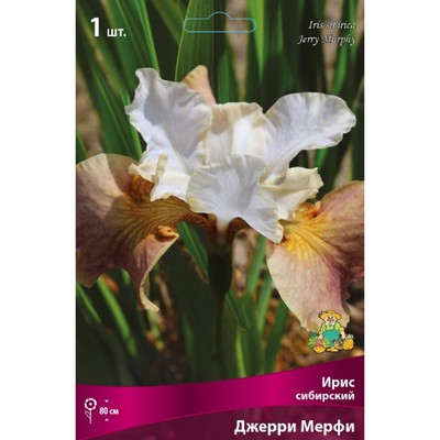 Ирис сибирский Джерри Мерфи, I р-р, 1 шт. 80 h(см), Осень 2024