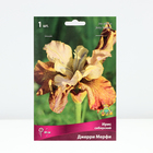 Ирис сибирский Джерри Мерфи, I р-р, 1 шт. 80 h(см), Осень 2024 - Фото 2